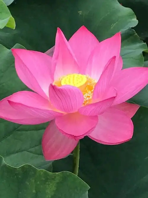 了,阳的光芒照耀着荷花,一颗颗露珠宛如镶在粉裙上的钻石,闪闪发光