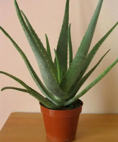 中国芦荟的功效和作用(养上一盆芦荟好看好养好处多)