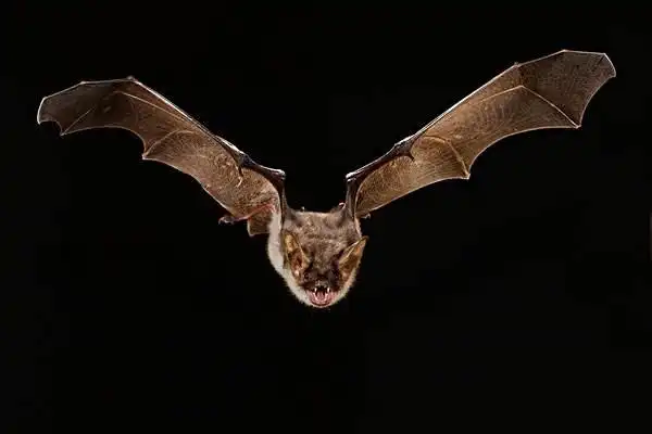 普通蝙蝠