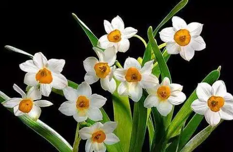 好运吉祥的花有哪些?(盘点风水十大吉祥花)