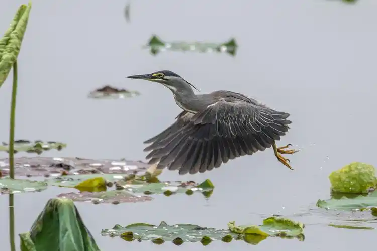 荷塘里的捕鱼达人绿鹭