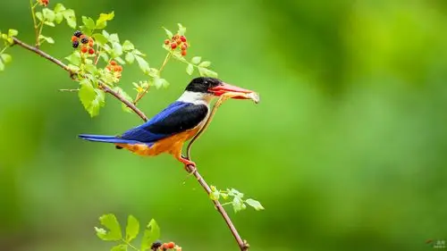 漂亮的蓝翡翠鸟