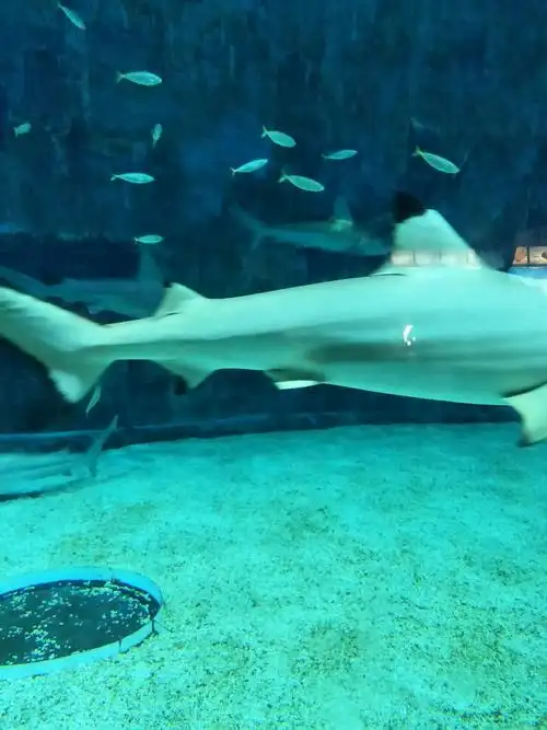 二郎的暑假之北京动物园海洋馆