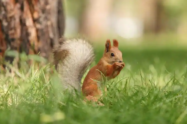 吉尔吉斯斯坦的小松鼠太可爱啦