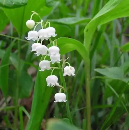 请问 这个是风铃草吗?