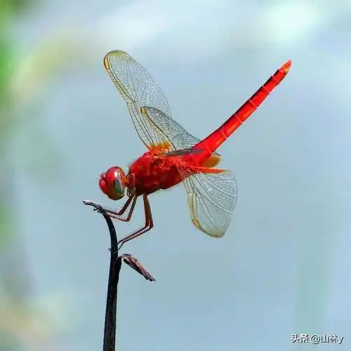 世界上最漂亮的蜻蜓,色彩斑斓,美极了!