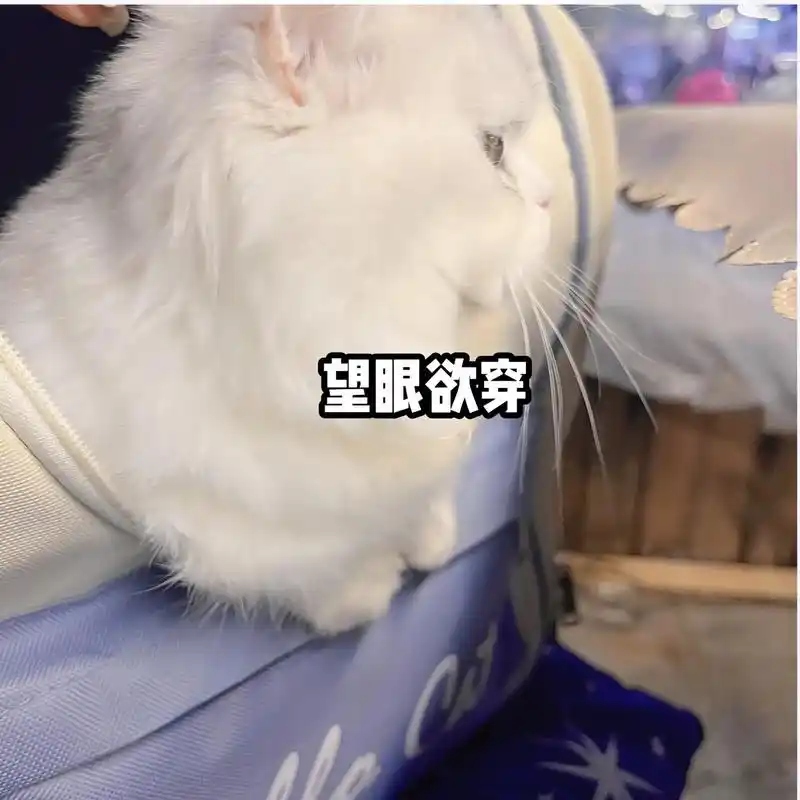 猫烤鱼表情包 - 抖音