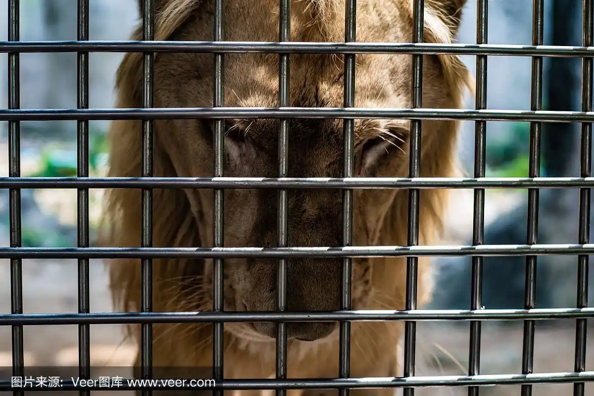 被关在笼子里的狮子的悲伤表情,被囚禁的概念,对动物的嘲笑
