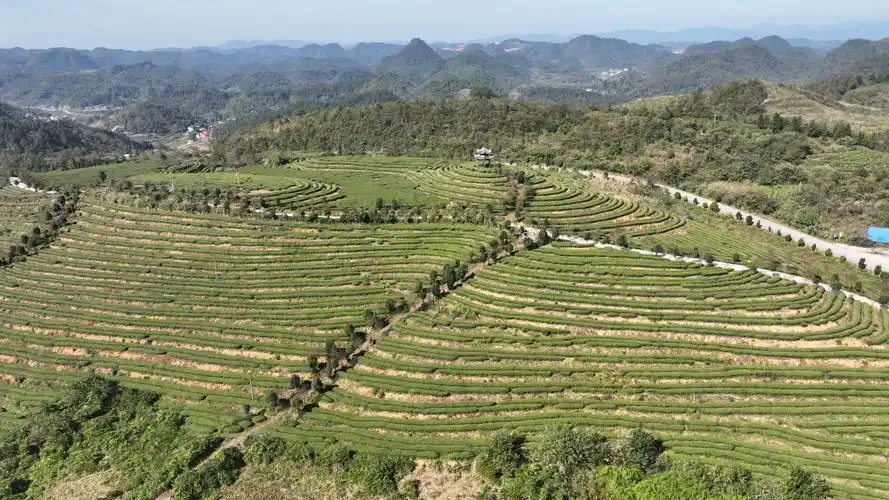 壁纸 成片种植 风景 植物 种植基地 桌面 2000_1125