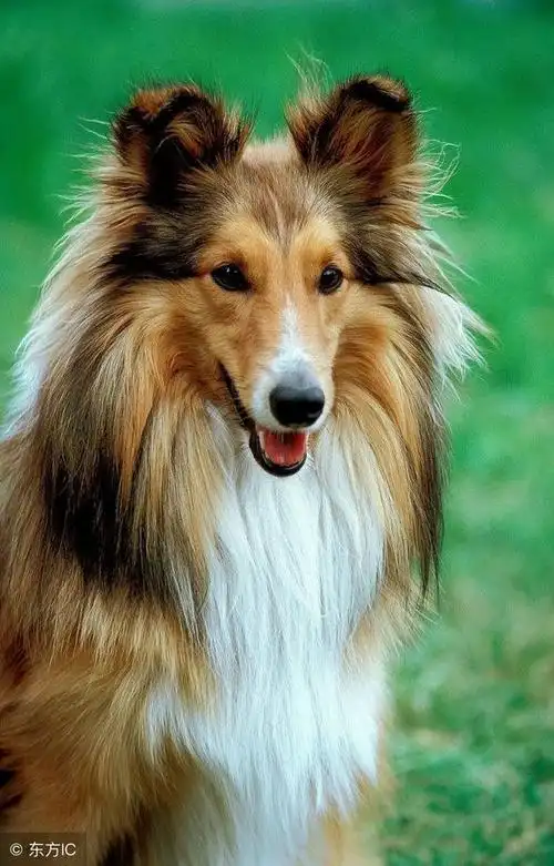 13个最容易训练的狗狗,想要听话懂事汪星人的来围观啦-狗的猫宁宠物网