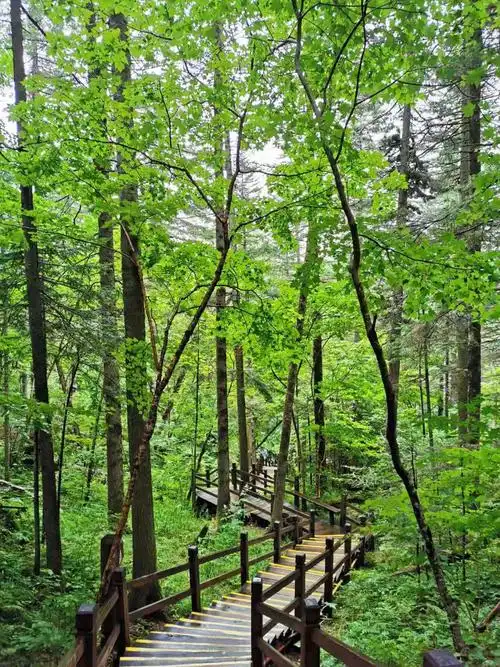 长白山地下森林,树木很多,天然氧吧