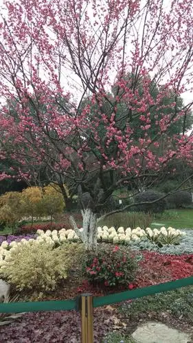 春天——从红梅开始 - 美篇