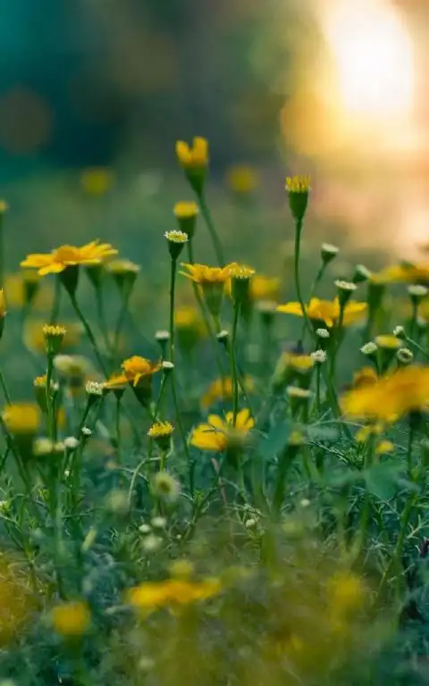 下篇:世界海滩风景5s经典壁纸 上篇:科罗拉多大峡谷景色壁纸 阅