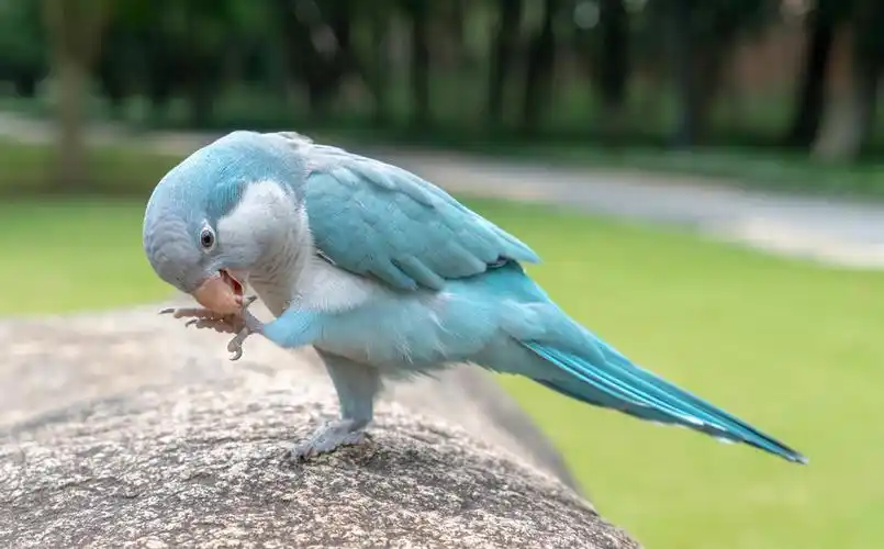 蓝色和尚鹦鹉动态 i>系 /i> i>列 /i>