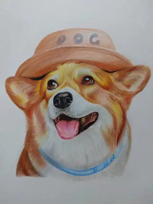 彩铅画柯基超可爱的狗狗含步骤色号