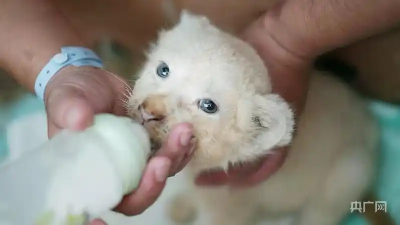 每隔4小时就要喂一次奶,每次冲调奶粉时,都会保证恒温,避免烫伤小狮子