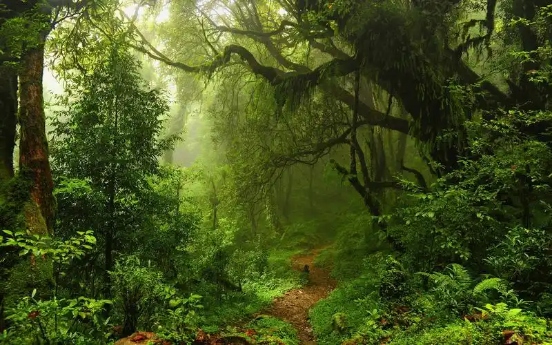 静谧原始森林高清电脑桌面壁纸