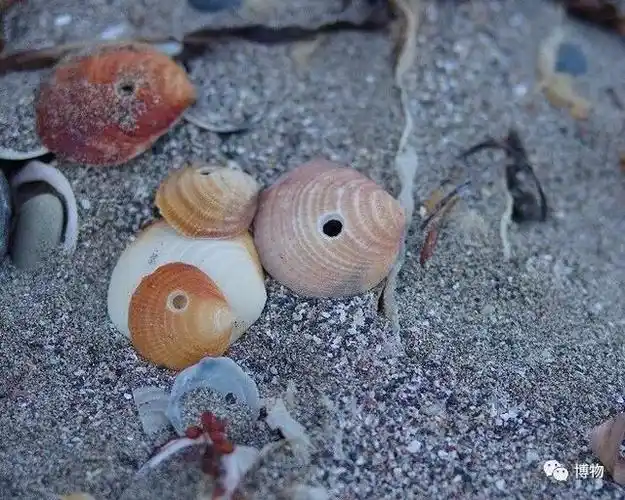 海滩贝壳为何都有孔?凶手竟然舌头上长牙!