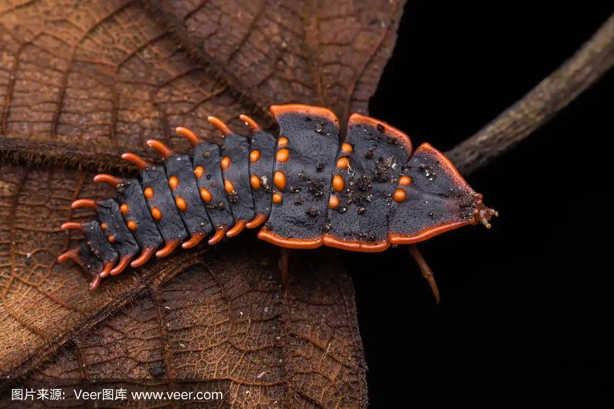 三叶虫,甲虫,婆罗洲岛,昆虫,濒危物种