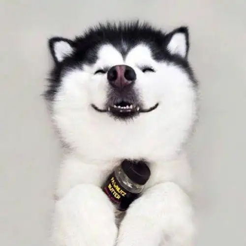 柴犬表情包_哈士奇_头像_第6页