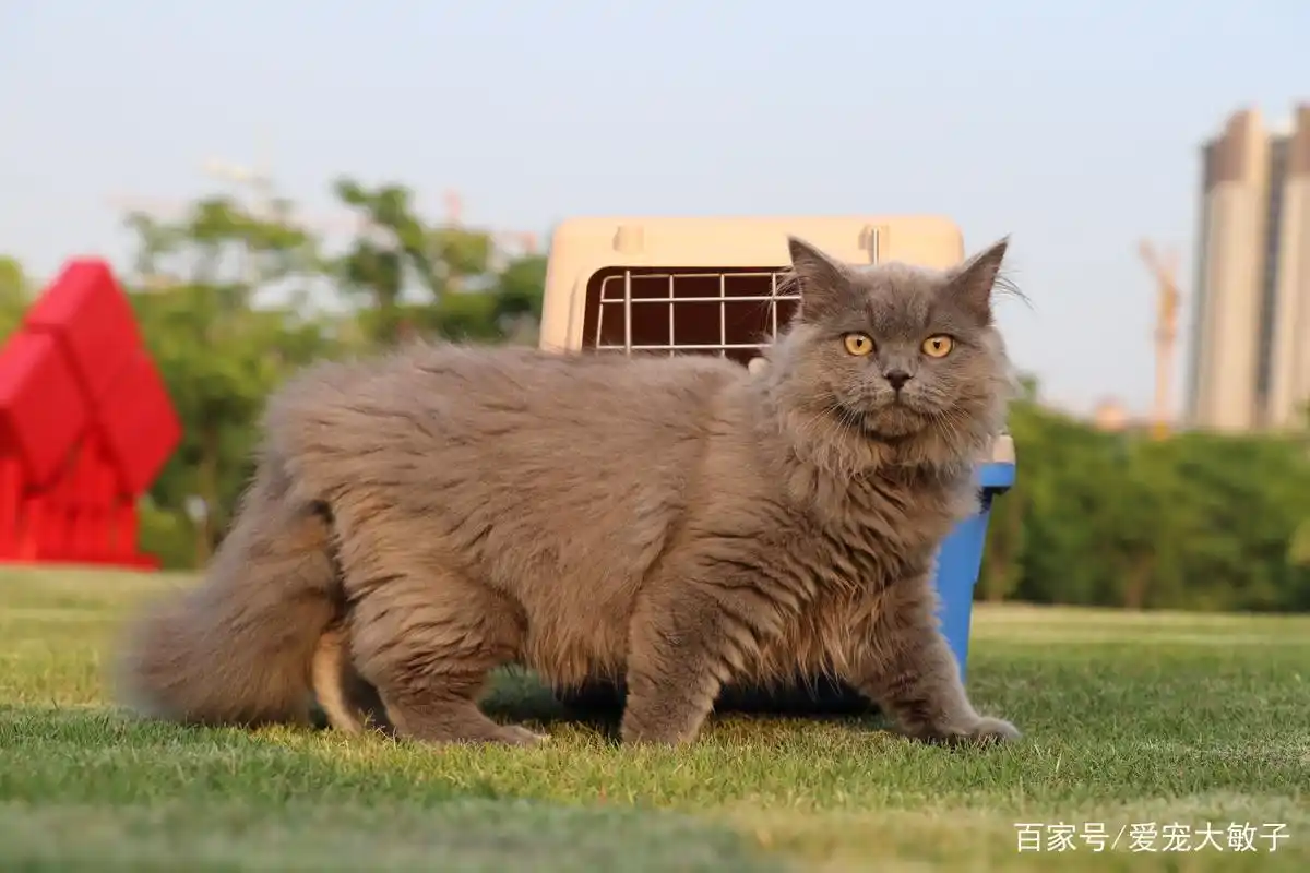 长毛蓝猫为什么不能养?有什么缺点?