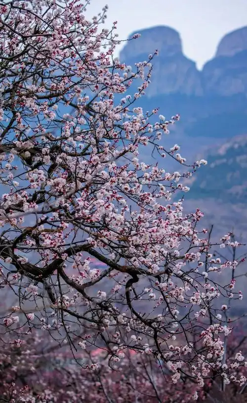 美到开挂这几处杏花春雨撑起了山东春天的颜值错过再等一年