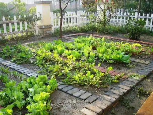 【菜园设计集锦】