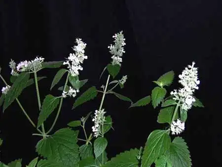 鹅掌风 - 岭南中药网