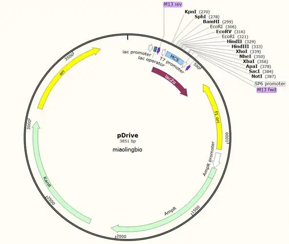 pdrive大肠克隆质粒