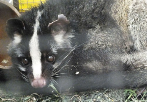 农村大哥抓到可爱动物村里老人说比黄鼠狼还吓人