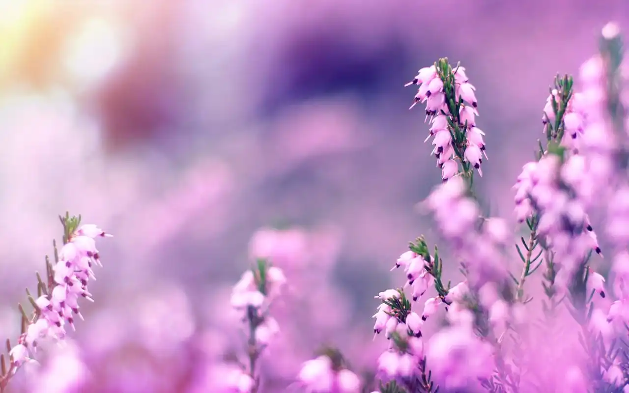 夏日里的清凉小清新ppt高清背景图片