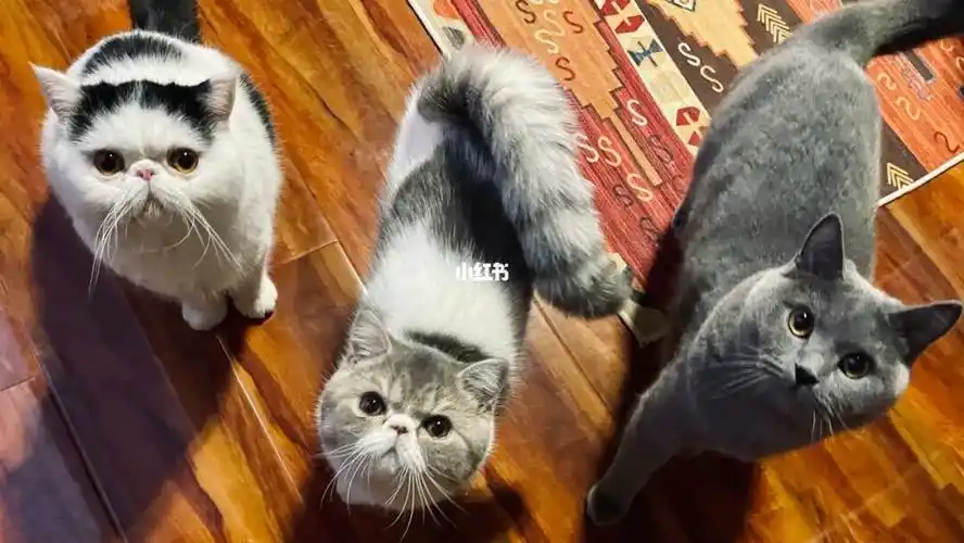 加菲猫蓝猫三个猫主子