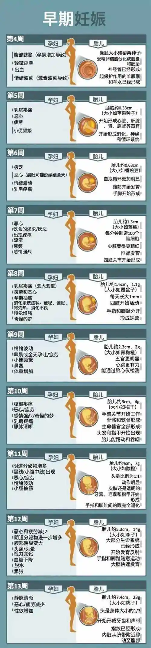 和和美美!怀孕周期表"日思夜想"-第2张图片-枫无痕网