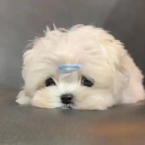 有没有那种特别可爱的狗狗的照片可以做头像那种的