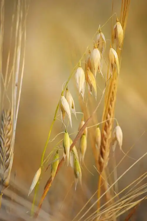 黑麦小穗特写素材-高清图片-摄影照片-寻图免费打包下载