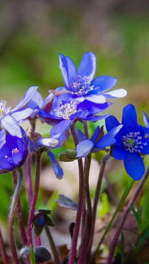 春天,蓝色的花朵 iphone 壁纸