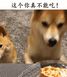 插图片_插动态图_插表情包gif动图下载_soogif