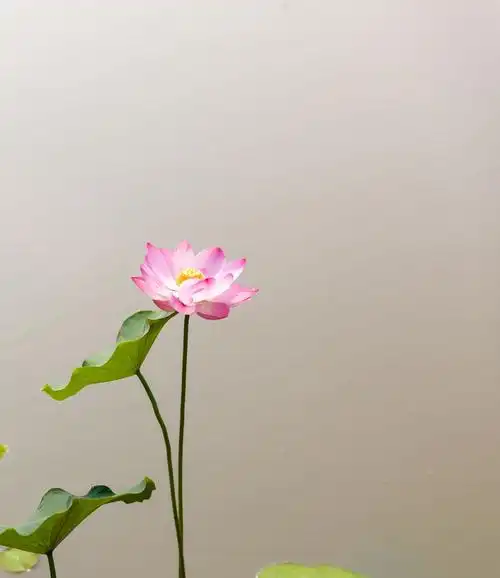 我是一朵小小的荷花 作者 海峰 摄影 海峰