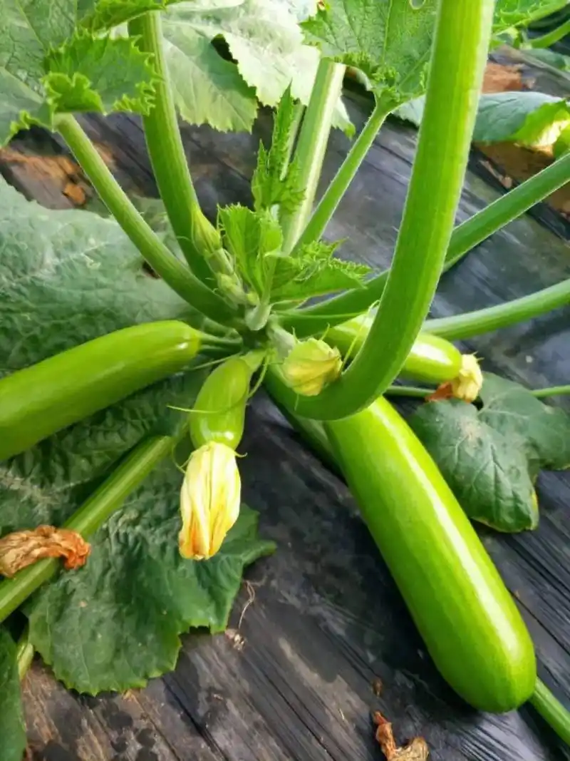 西葫芦种植技术.适合早春大棚,露地种植的油绿条品种,耐低温弱 - 抖音