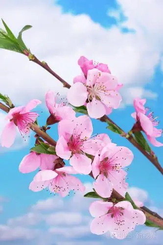 蓝蓝的天空背景上的美丽粉红色的桃花