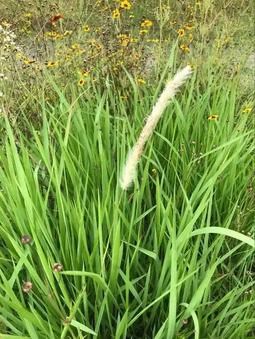 这种草药,不仅可治肝炎,还可治肺炎肾炎_白茅_女子_清热