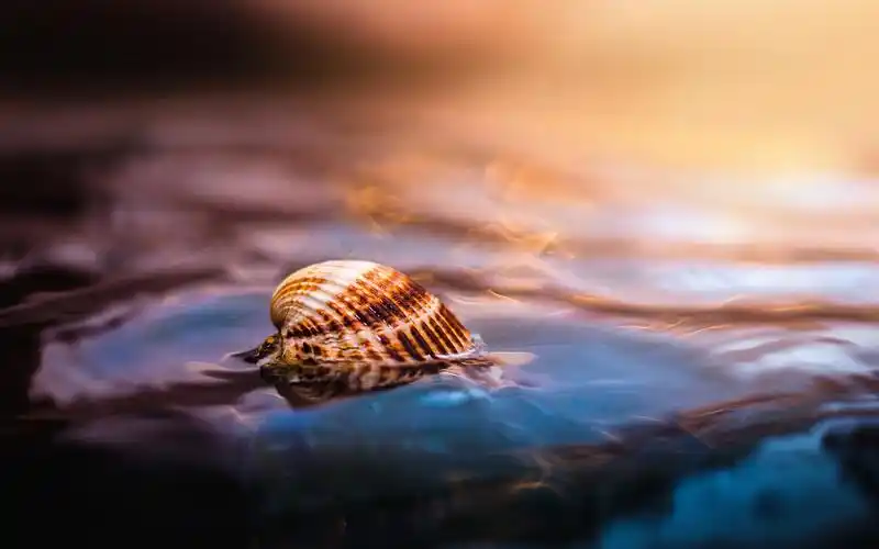 在水中的贝壳 640x1136 iphone 5/5s/5c/se 壁纸,图片,背景,照片