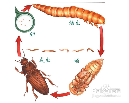 黄粉虫的养殖方法