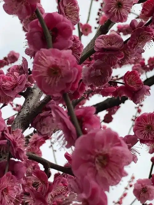 冬去春归梅花怒放,独枝傲立暗香袭人,耳边响起那红梅賛,心旷神怡美不