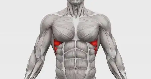 练出子弹肌|前锯肌|肌肉|菱形肌|肋骨|肋间肌_网易订阅