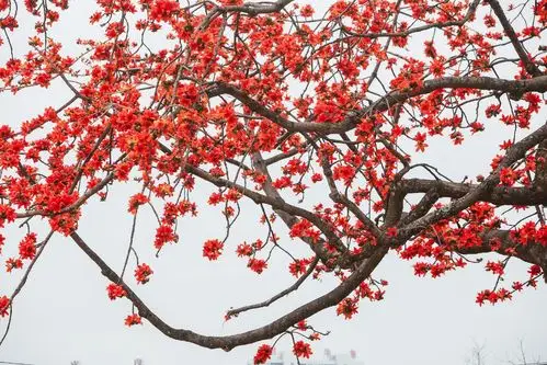 千笼万笼一树红红花碧水笑春风东莞百年木棉花开满树