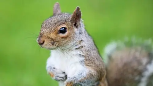 可爱呆萌松鼠与大自然清新摄影高清桌面壁纸(二)