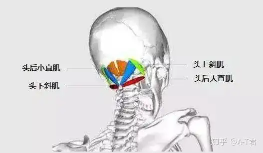 枕下肌群换季感冒头疼可以试试它