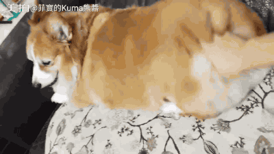 "麻麻!我要吸这只柯基屁股!就一口!一口就行!