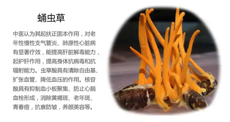 蛹虫草正品 北虫草花 带孢子头虫草花 天然金虫草 大量批发